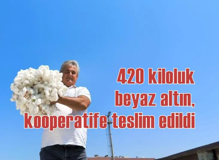 420 kiloluk beyaz altın, kooperatife teslim edildi