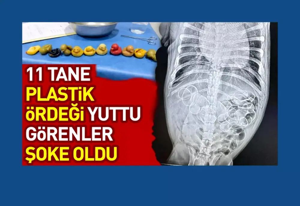 Canlı sandı!.. 11 tane plastik ördeği yuttu, görenler şoke oldu