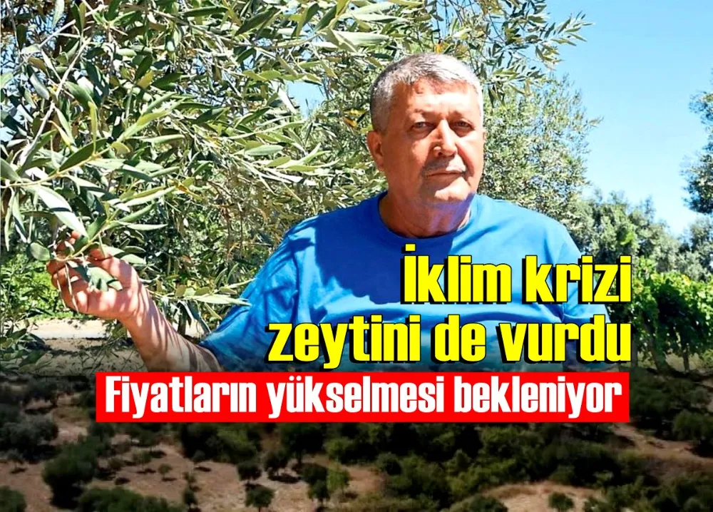 İklim krizi zeytini de vurdu, fiyatların yükselmesi bekleniyor