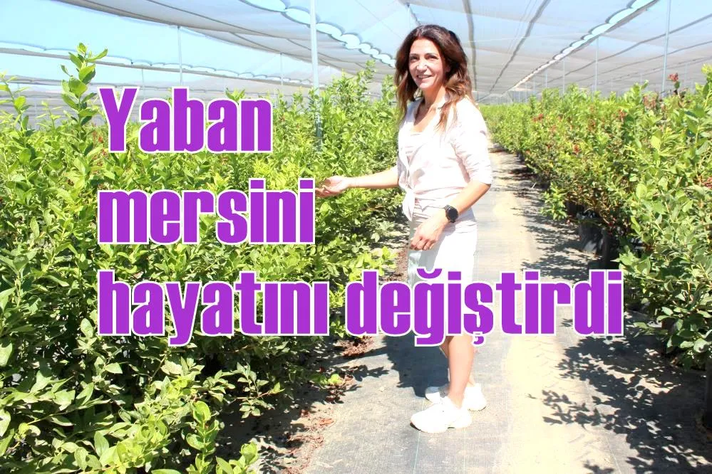 Yaban mersini hayatını değiştirdi