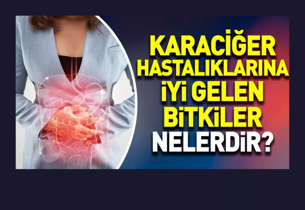 Karaciğer hastalıklarına iyi gelen bitkiler nelerdir?