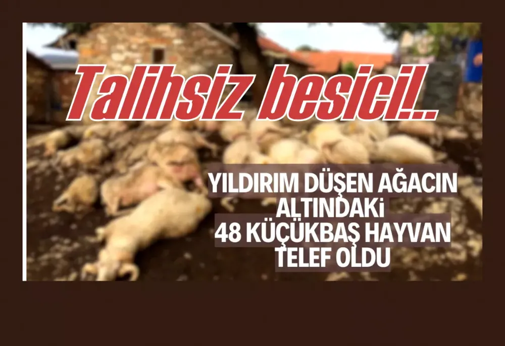 Yıldırım düşen ağacın altındaki 48 küçükbaş hayvan telef oldu