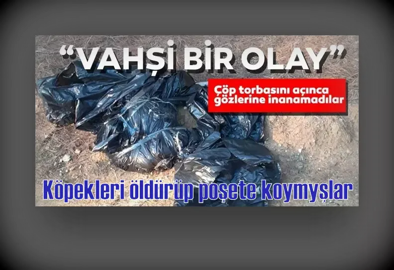 Çöp poşetleri içerisinde köpek ölüleri bulundu