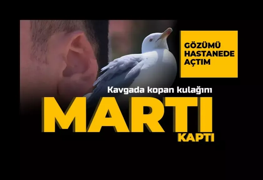 Kavgada kopan kulağını martı alıp götürmüştü!..